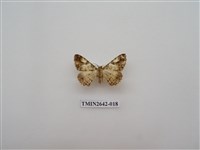 藏品(尺蛾170)的圖片